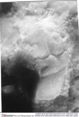 Historisches Foto von Planoprosopon sp. (NHMW-AFW-GEO-BACHMAYER-FOTO-1990-0041-0030)